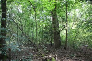 Dichter Wald Krummes Fenn Düppel