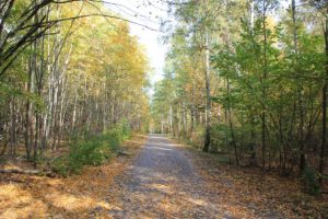 Waldweg Heinersdorf Lichterfelde Grenzgebiet