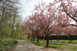 Kirschblütenallee Teltow 2024 - 10 Teerweg zur Unterführung