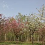 Kirschblütenallee Teltow 2024 - 15 weiß und rosa