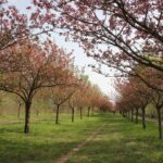 Kirschblütenallee Teltow 2024 - 16 Blick zum Japaneck