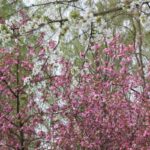 Kirschblütenallee Teltow 2024 - 18 gemischte Farben