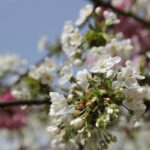 Kirschblütenallee Teltow 2024 - 23 blüten weiß