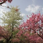 Kirschblütenallee Teltow 2024 - 24 weiße und rosa Blüten