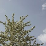 Kirschblütenallee Teltow 2024 - 25 weiße Blütenpracht