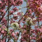 Kirschblütenallee Teltow 2024 - 26 rosa und weiße Kirschblüte