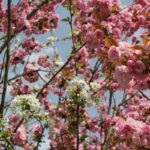Kirschblütenallee Teltow 2024 - 27 rosa und weiße Kirschenblüte