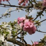 Kirschblütenallee Teltow 2024 - 28 - rosa vor weiß