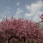 Kirschblütenallee Teltow 2024 - 33 - Kirschenblüte volle Pracht