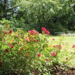 Stadtpark Steglitz Rosen im Rosengarten