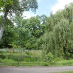 Stadtpark Steglitz Teich